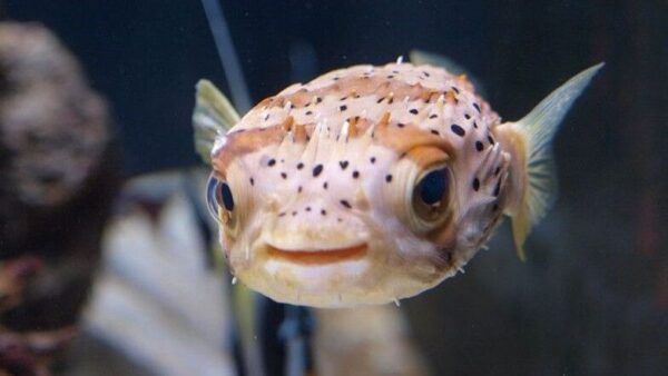 Porcupine Puffer