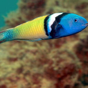 Blue Headed Wrasse