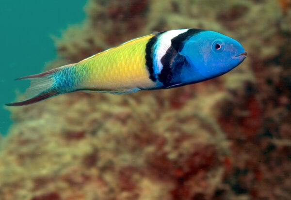 Blue Headed Wrasse