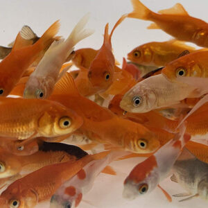 Feeder Goldfish