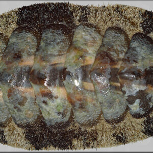 Fuzzy Chiton – Acanthopleura granulata