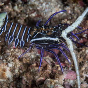 Blue Spiny Lobster