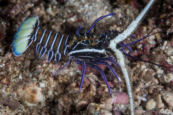 Blue Spiny Lobster