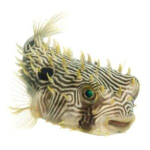 Burrfish