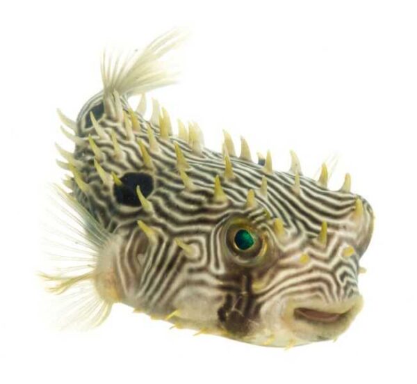 Burrfish