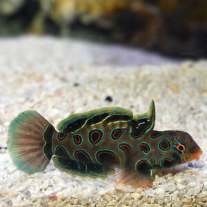 Green Spotted Mandarin Goby