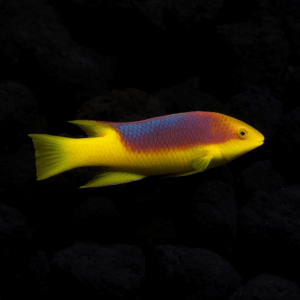 A brightly colored Spanish hogfish with a vivid yellow tail, fins, and underside, and a purple-blue scaled back with reddish tones, swims against a background of dark, almost black volcanic rocks.