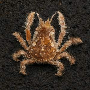 A Caribbean decorator crab (*Microphrys bicornutus*) with a mottled brown and orange shell and spiny, algae-covered legs sits on a rough, dark lava rock surface, its two horn-like projections rising from the top of its carapace.