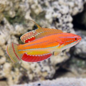 McCoskeri Flasher Wrasse — Paracheilinus mccoskeri