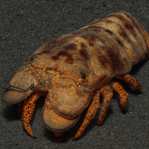A slipper lobster (Scyllarides aequinoctialis) with a mottled brown and orange exoskeleton and spotted orange legs rests on a background of fine black sand, its flattened body and short blue antennae clearly visible.