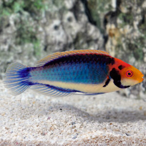 Fairy Solarensis Wrasse