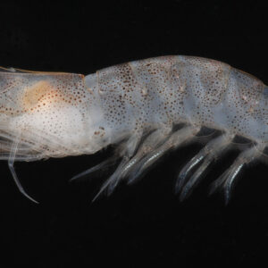 Close-up image of a Brown Sand Sifting Starfish (Farfantepenaeus aztecus), showing its segmented body, translucent exoskeleton, and distinct appendages against a black background.