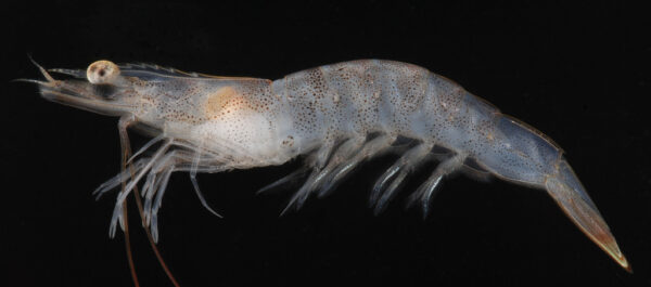 Close-up image of a Brown Sand Sifting Starfish (Farfantepenaeus aztecus), showing its segmented body, translucent exoskeleton, and distinct appendages against a black background.