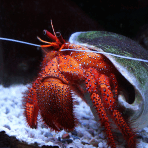 Giant Reef Hermit