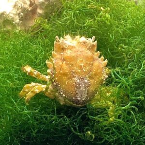 Pitho Crab
