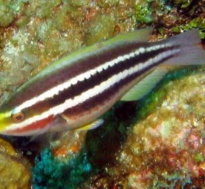 Striped Parrotfish