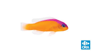Diadema